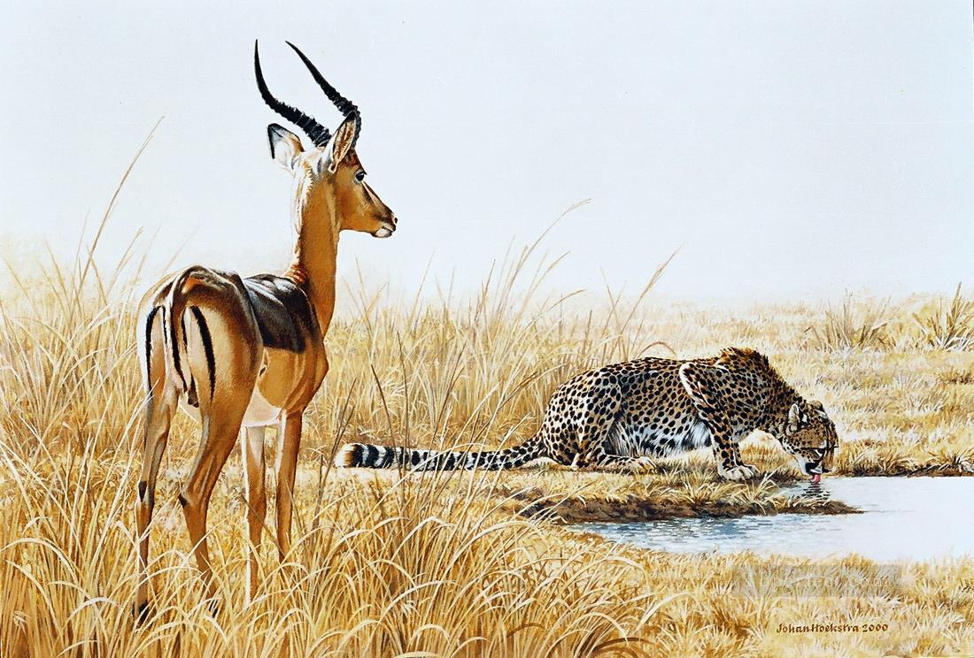 Gepard und Impala RAM Ölgemälde